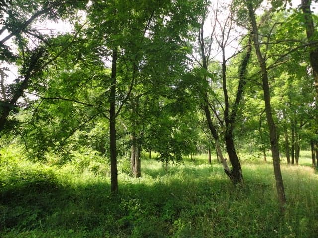 parcel B CR 215, Grand Junction, MI 49056