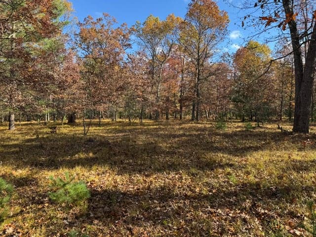 Parcel 11 County Line Road, Free Soil, MI 49411