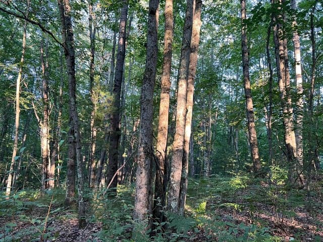 N Caribou Trail, Irons, MI 49644