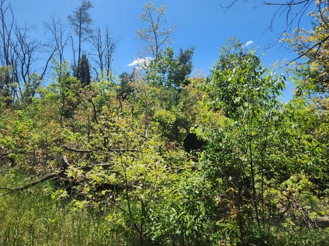 Photo 4