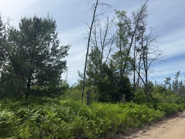 Parcel 2 Nelson Road, Idlewild, MI 49642