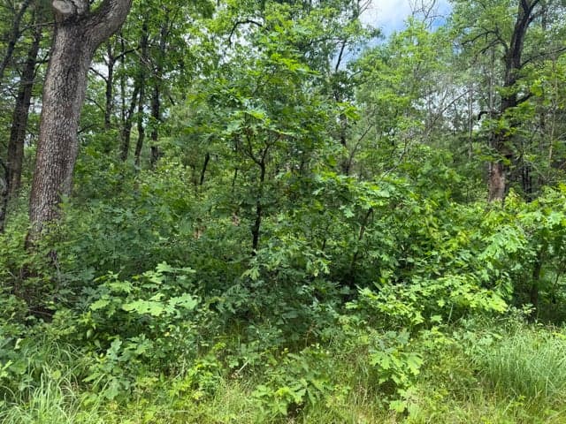 V/L Chestwood, Idlewild, MI 49642