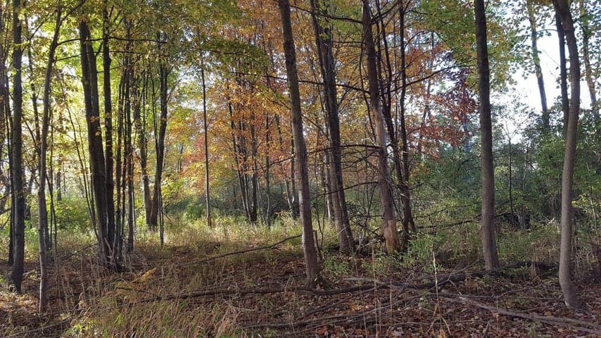 788 Greystone Drive 8, Chelsea, MI 48118