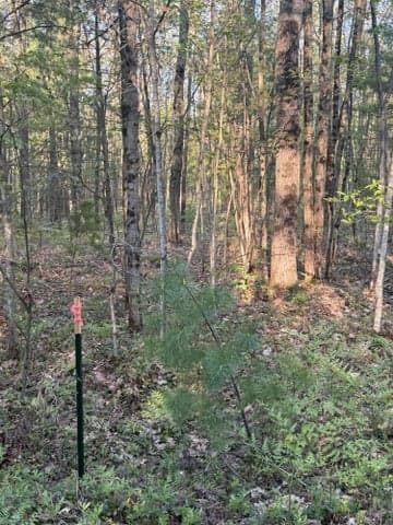 N Woodland Avenue, Bitely, MI 49309