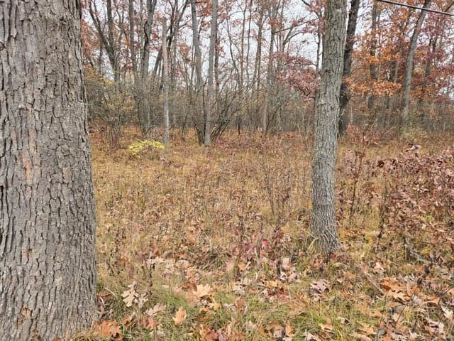 Woodbridge, Bitely, MI 49309